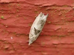 Small Birch Bell (Epinotia ramella)