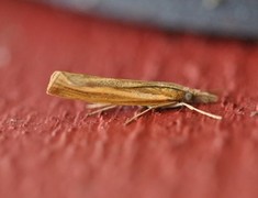 Common Grass-veneer (Agriphila tristella)