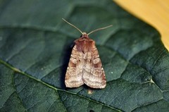 Small Square-spot (Diarsia rubi)