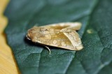 Brunt stengelfly (Hydraecia micacea)