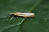 Okernebbmott (Agriphila tristella)