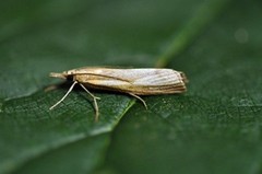 Common Grass-veneer (Agriphila tristella)