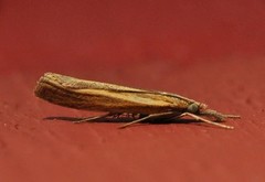 Common Grass-veneer (Agriphila tristella)