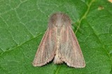 Starrfly (Denticucullus pygmina)