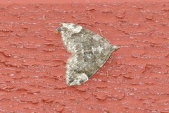 Dark Marbled Carpet (Dysstroma citrata)