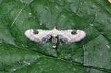 Hvit dvergmåler (Eupithecia centaureata)