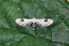 Hvit dvergmåler (Eupithecia centaureata)