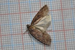 Large Carrot Flat-body (Agonopterix ciliella)