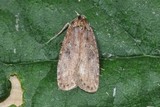 Agonopterix ciliella