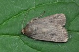 Grått pyramidefly (Amphipyra tragopoginis)