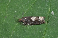 White-blotch Bell (Epinotia trigonella)
