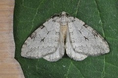 Pale November Moth (Epirrita christyi)