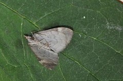 Dark Marbled Carpet (Dysstroma citrata)