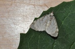 Dark Marbled Carpet (Dysstroma citrata)