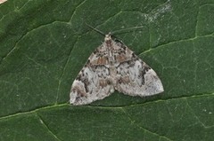 Dark Marbled Carpet (Dysstroma citrata)