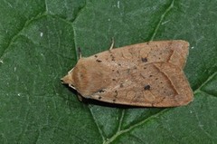 Yellow-line Quaker (Agrochola macilenta)