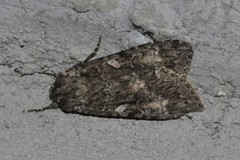 Great Brocade (Eurois occulta)