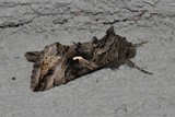 Gammafly (Autographa gamma)