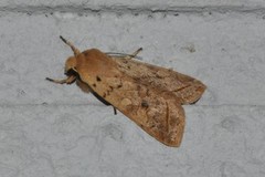 Yellow-line Quaker (Agrochola macilenta)