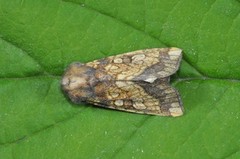 Frosted Orange (Gortyna flavago)