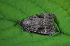 Rødt pyramidefly (Amphipyra pyramidea)