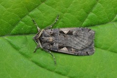 Setaceous Hebrew Character (Xestia c-nigrum)