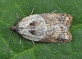 Marmorflatvikler (Acleris variegana)