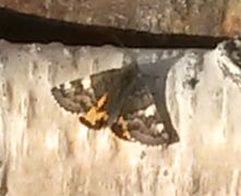 Orange Underwing (Archiearis parthenias)
