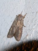 Brunt kappefly (Lithophane socia)