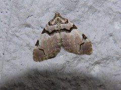 The Streamer (Anticlea derivata)