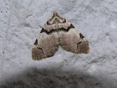 Fiolett rosemåler (Anticlea derivata)