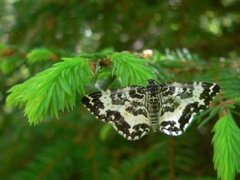 Argent & Sable (Rheumaptera hastata)