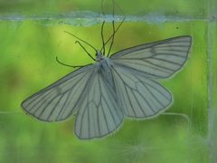 Black-veined Moth (Siona lineata)
