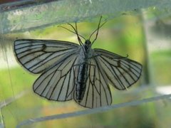 Black-veined Moth (Siona lineata)