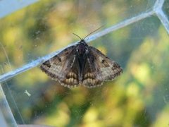 Brunt slåttefly (Euclidia glyphica)