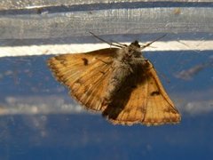 Brunt slåttefly (Euclidia glyphica)