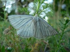 Ribbemåler (Siona lineata)