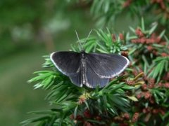 Chimney Sweeper (Odezia atrata)