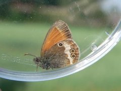 Pearly Heath (Coenonympha arcania)