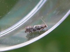 Common Spruce Bell (Epinotia tedella)