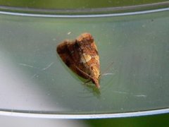 Yellow-spot Tortrix (Pseudargyrotoza conwagana)