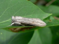 Lyst hettefly (Cucullia umbratica)