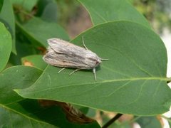 Lyst hettefly (Cucullia umbratica)