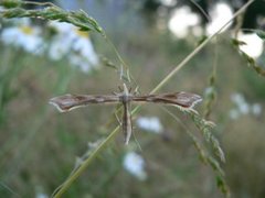 Ryllikfjærmøll (Gillmeria pallidactyla)