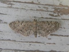 Seljedvergmåler (Eupithecia tenuiata)