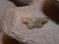 Flekkengmåler (Idaea dimidiata)