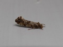 Large Clothes Moth (Morophaga choragella)