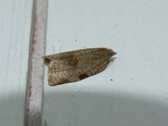 Large Ivy Tortrix (Lozotaenia forsterana)