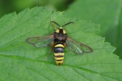 Hornet Moth (Sesia apiformis)