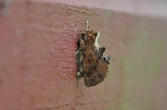 Coxcomb Prominent (Ptilodon capucina)